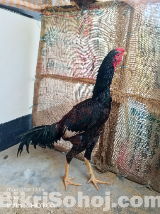 আঁচিল মুরগী ও মোরগ/ ফাইটার